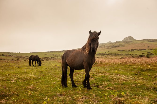 5-Day Devon and Cornwall Small-Group Tour from London - Day two: Dartmoor’s ponies and Tavistock