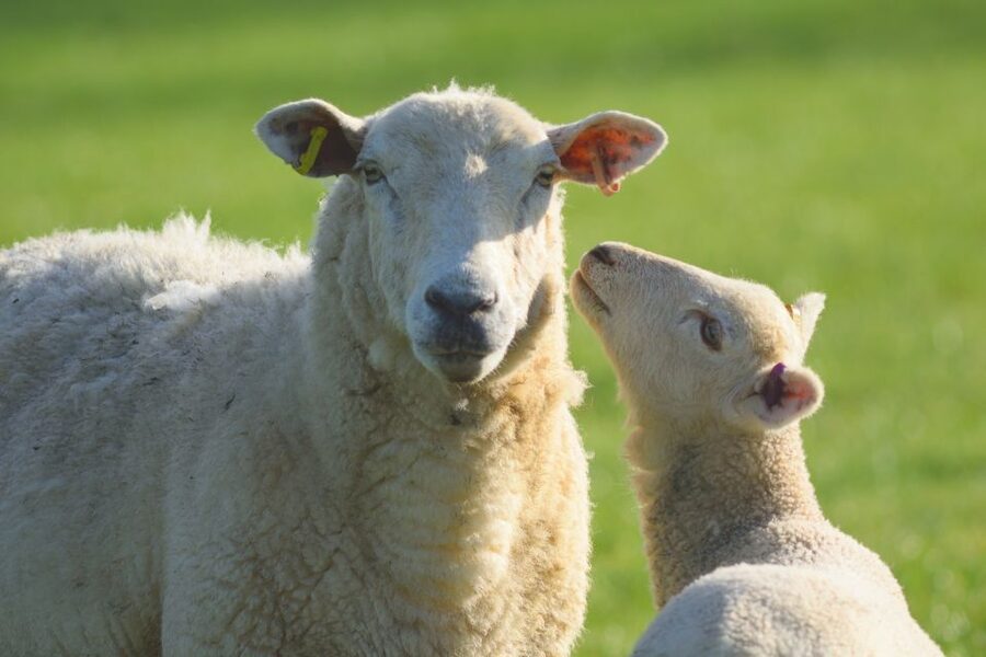 From London: Full-Day Cotswolds Small-Group Tour - Why this Cotswolds trip works from London