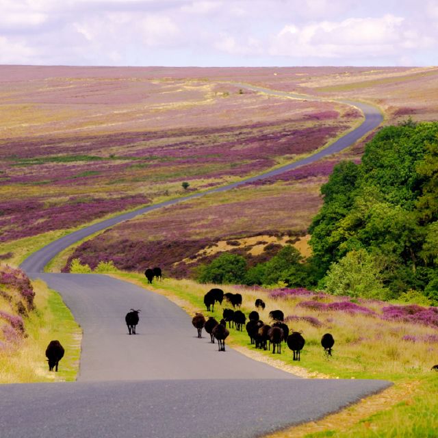 From London: The North York Moors with Steam Train to Whitby - Back across the moors to York