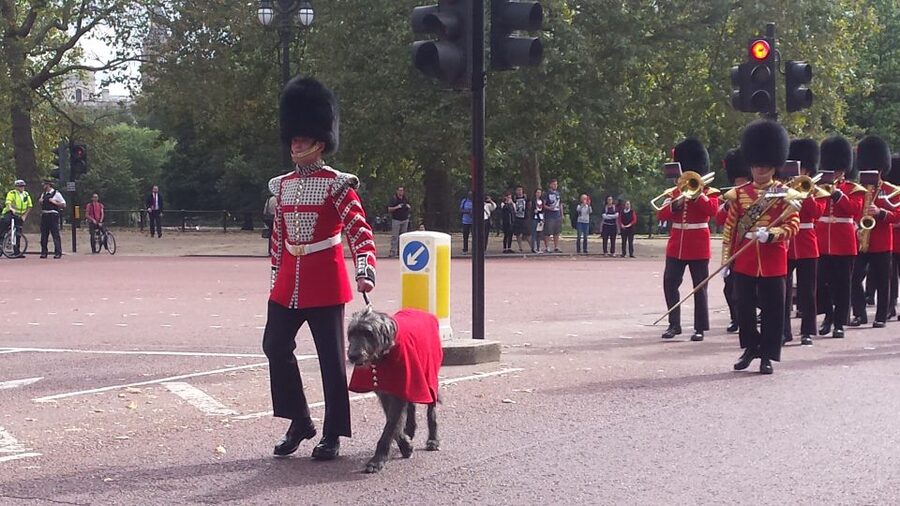London: Changing of the Guard Walking Tour - What two hours feels like on foot