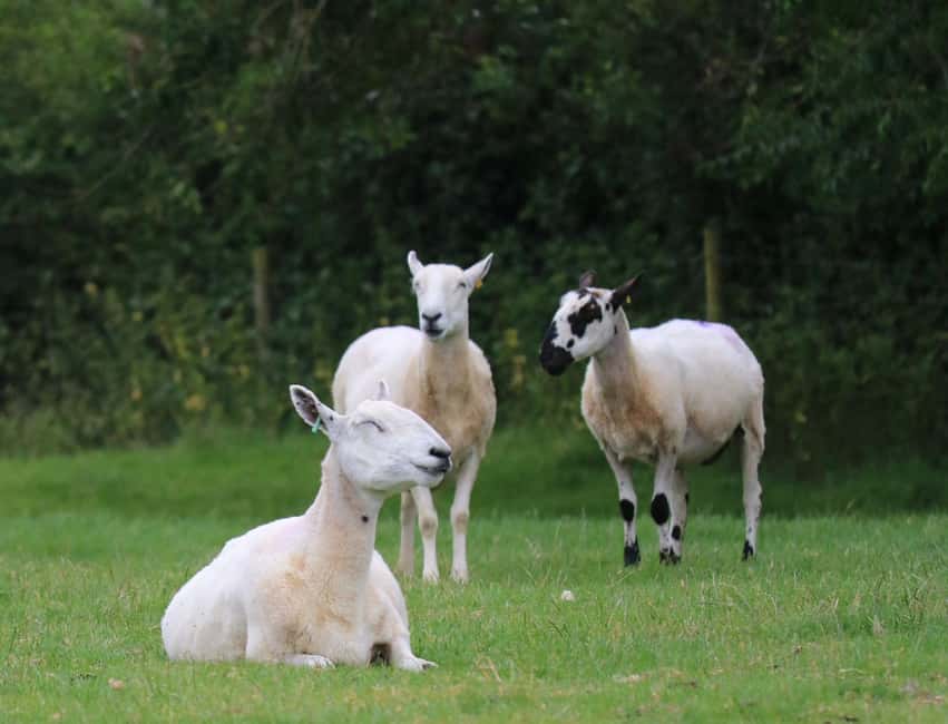 London: Full Day Cotswolds Tour with Shakespeare's Stratford - Broadway Tower and the high country