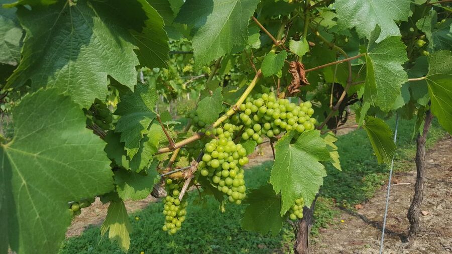 London: Full-Day English Wine Tour with Lunch - Practical tips for a smoother wine day
