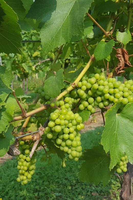 London: Full-Day English Wine Tour with Lunch - Meeting near London Bridge at 9 AM