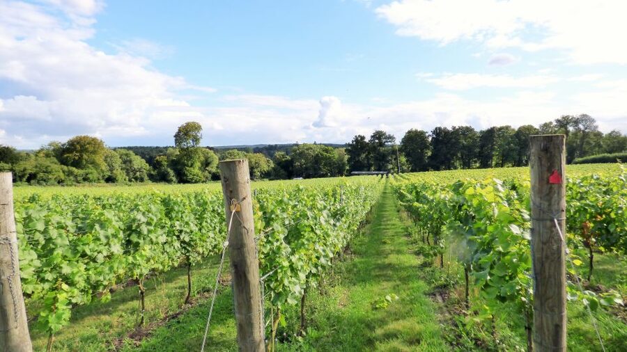 London: Full-Day English Wine Tour with Lunch - Second vineyard: more tasting and time in the shop