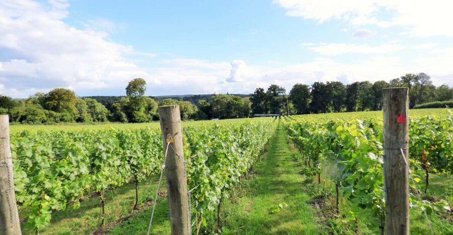 London: Full-Day English Wine Tour with Lunch - First vineyard: start with English sparkling wine