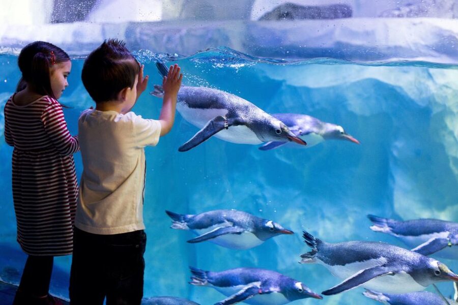 London: Madame Tussauds, London Eye & SEA LIFE Combo Ticket - Who will enjoy this package most?