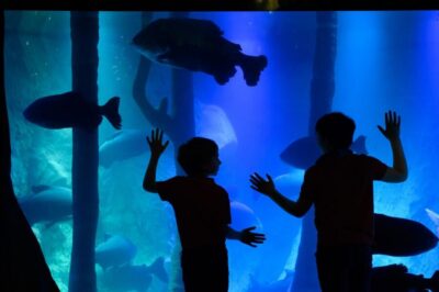 Madame Tussauds, SEA LIFE and London Dungeon Entry