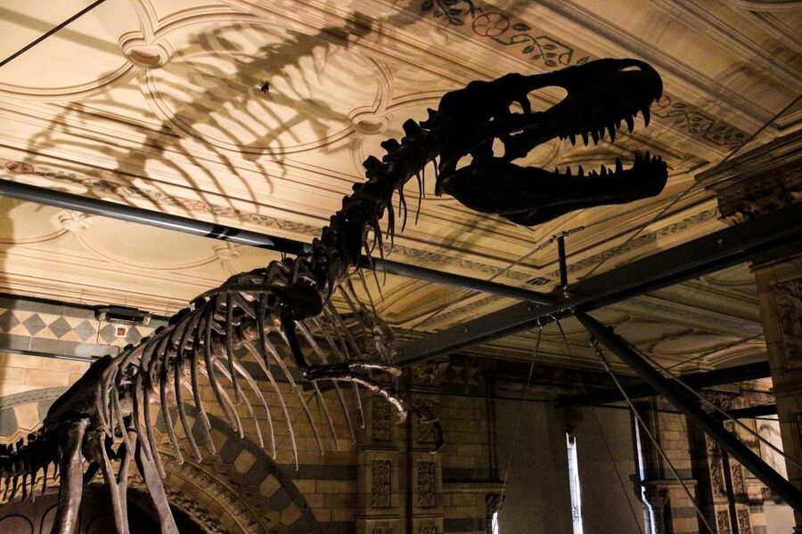 London: Natural History Museum Guided Tour - Is $112 a fair price?