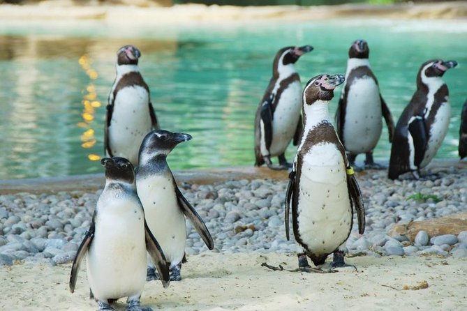 London Zoo: Entry Ticket - Key points to know before you go