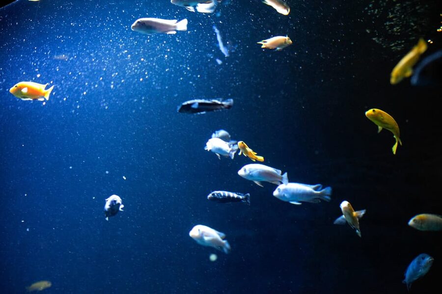 London Zoo: Entry Ticket - Food, facilities, and the practical side of a long visit
