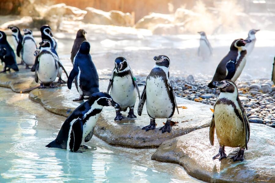 London Zoo: Entry Ticket - Into Africa leads to giraffes and Gorilla Kingdom