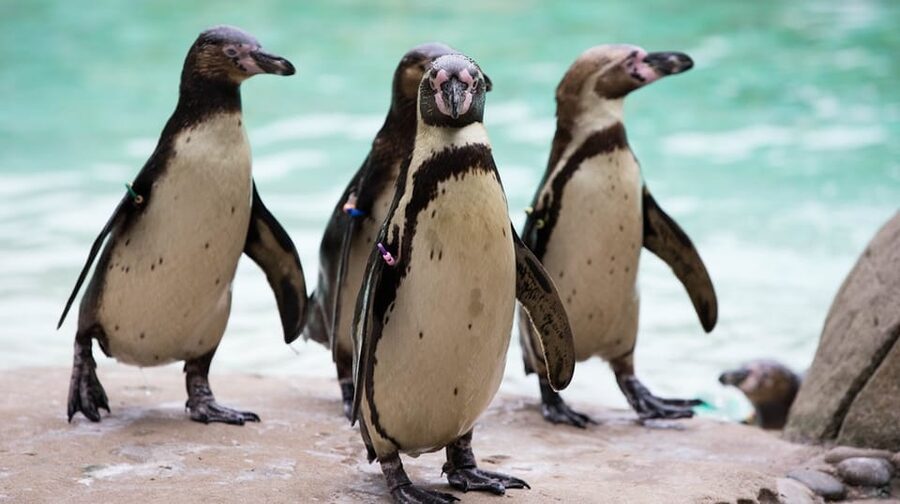 London Zoo: Entry Ticket - Why the zoo works for adults as well as children