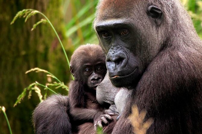 London Zoo: Entry Ticket - Land of the Lions puts conservation first