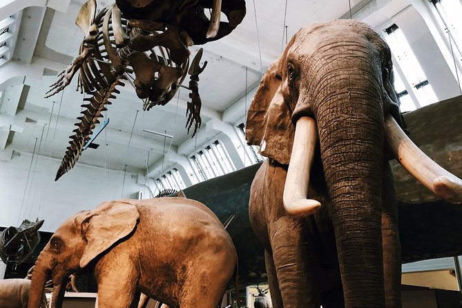 Natural History Museum London - Exclusive Guided Museum Tour - Pompeii casts and the museum’s darker stories
