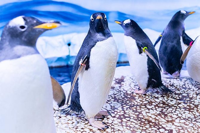SEA LIFE London Aquarium Admission Ticket - Penguins, turtles, jellyfish, and the smaller favorites